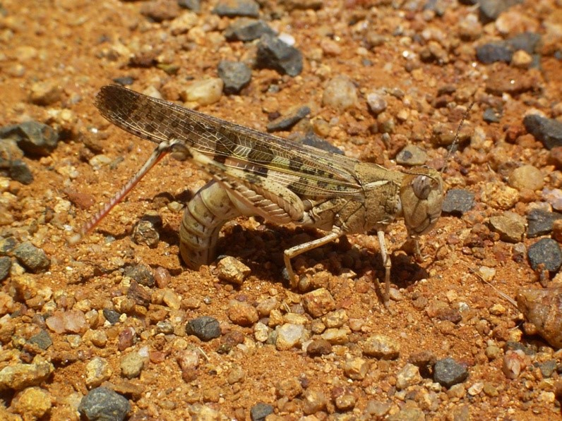 Locust laying eggs in earth