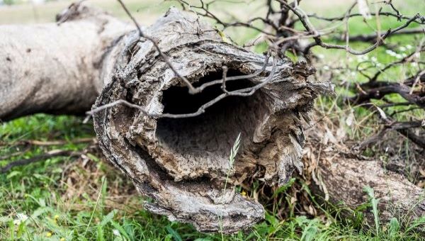 Hollow log