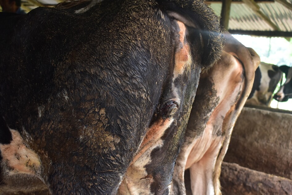 Lumpy skin disease in cattle - Skin nodules 