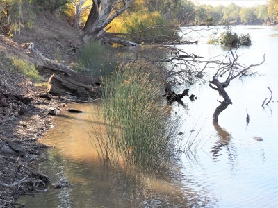 River Clubrush along Edward River at Deniliquin. Photo: Josh Campbell