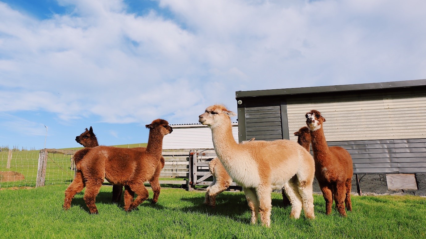 Six alpacas in a paddock