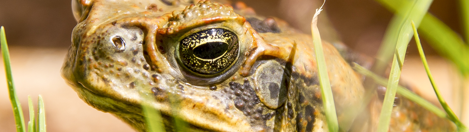 Every bit counts cane toads small landholders