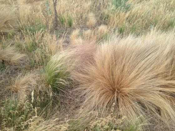 A herbicide resistant serrated tussock plant on left identified on the Monaro in 2017 Photo Jo Powells.jpg