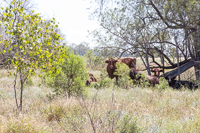 Hickson - Cows 