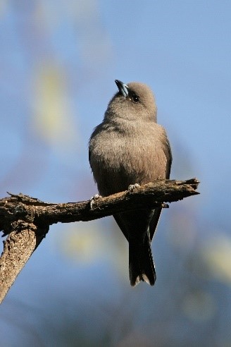 Dusky Woodswallow