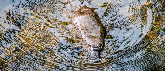 Platypus. Photo by Trevor McKinnon on Unsplash