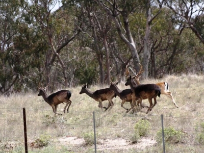 Fallow Deer. Photo: R.Ballard