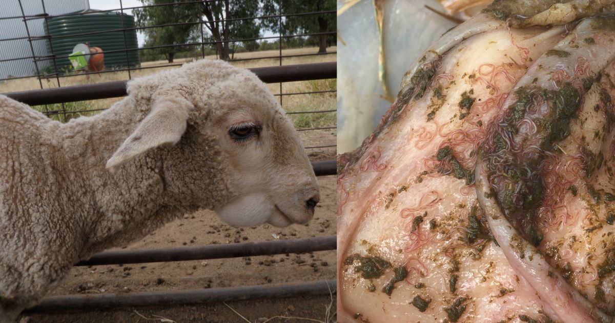 Sheep with BPW and post-mortem Barber's pole worms in the abdomen. 