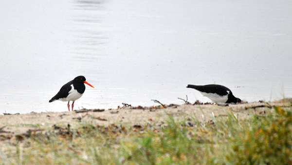 Two black and white birds on a shore 