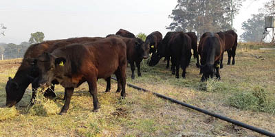 Black cows grazing on hay and there is a black pipe running on the ground under where the cows are standing.  