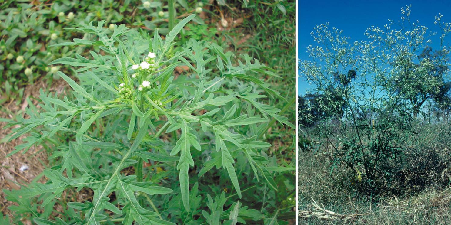 Parthenium weed