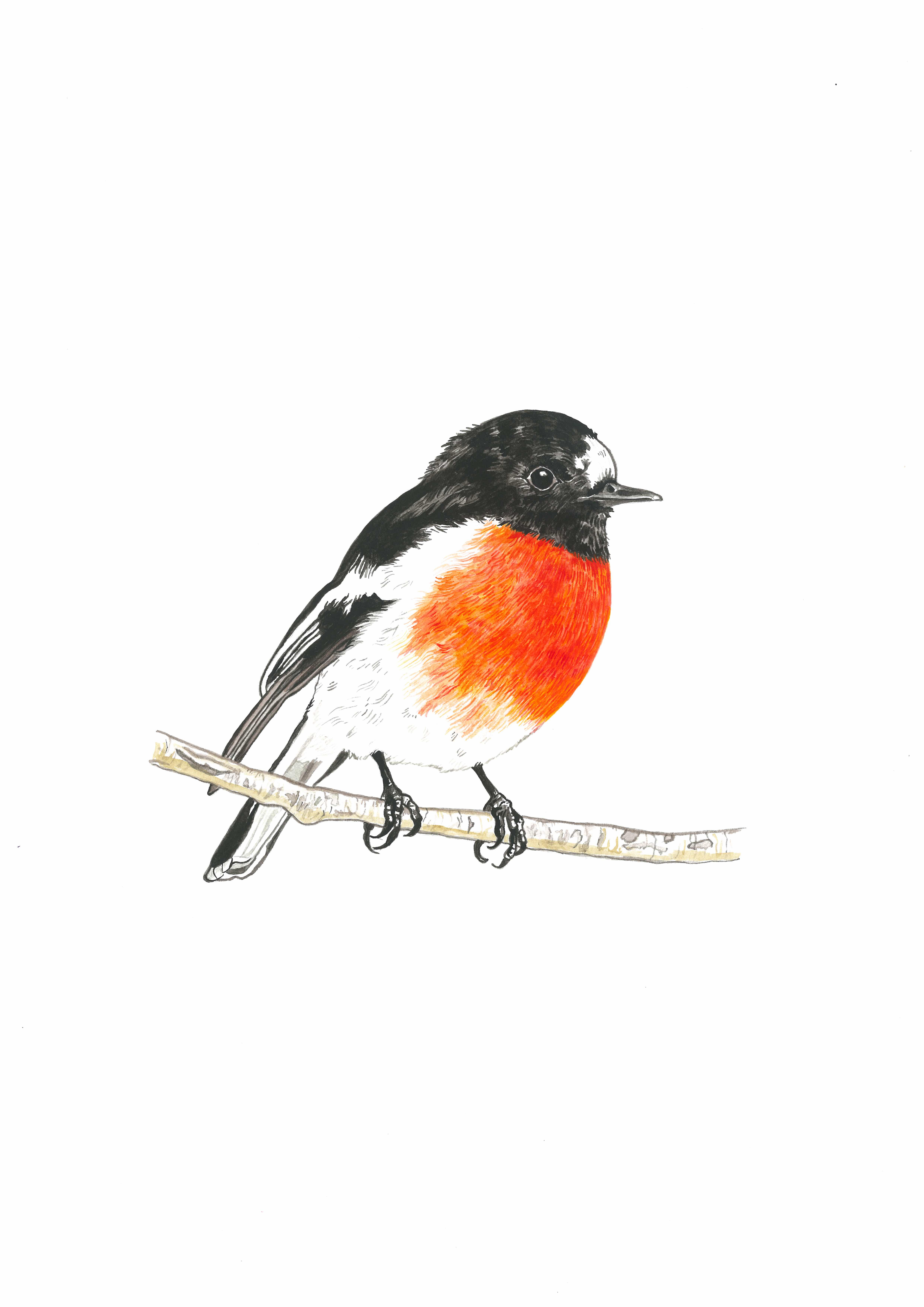 Scarlet robin