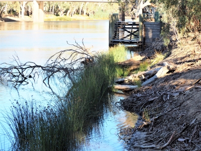 River Clubrush along Edward River at Deniliquin. Photo: Josh Campbell