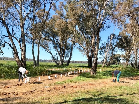 Understorey shrubs being planted to enhance a remnant grassy woodland site