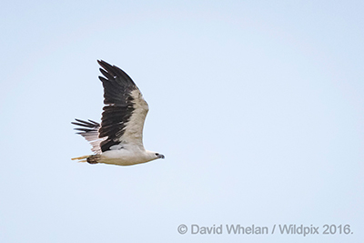 Sea Eagle