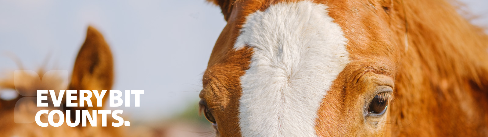 Every Bit Counts Urban Landholders Small Landholdings Blockies Horses