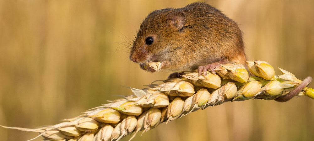 Small brown mouse sitting on a strand of wheat