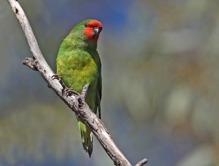 Little lorikeet