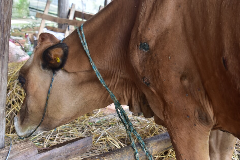 Lumpy skin disease in cattle - Skin nodules 