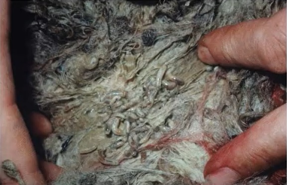 flystrike maggots in wool