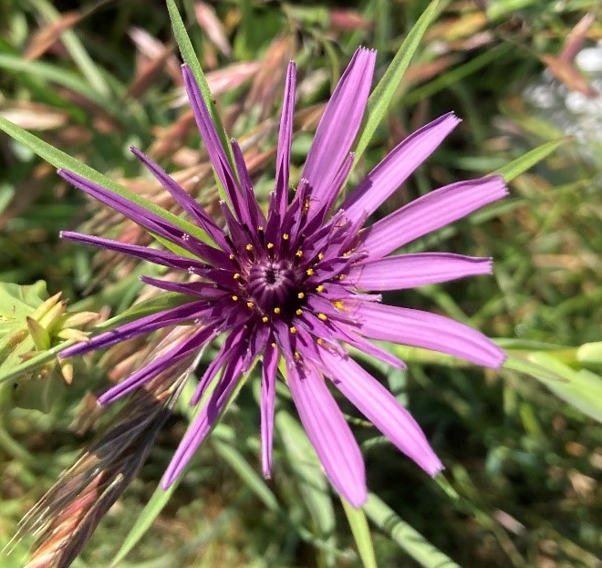 Purple salsify