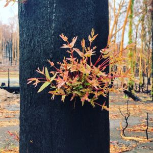 Epicormic growth on eucalypt following fire