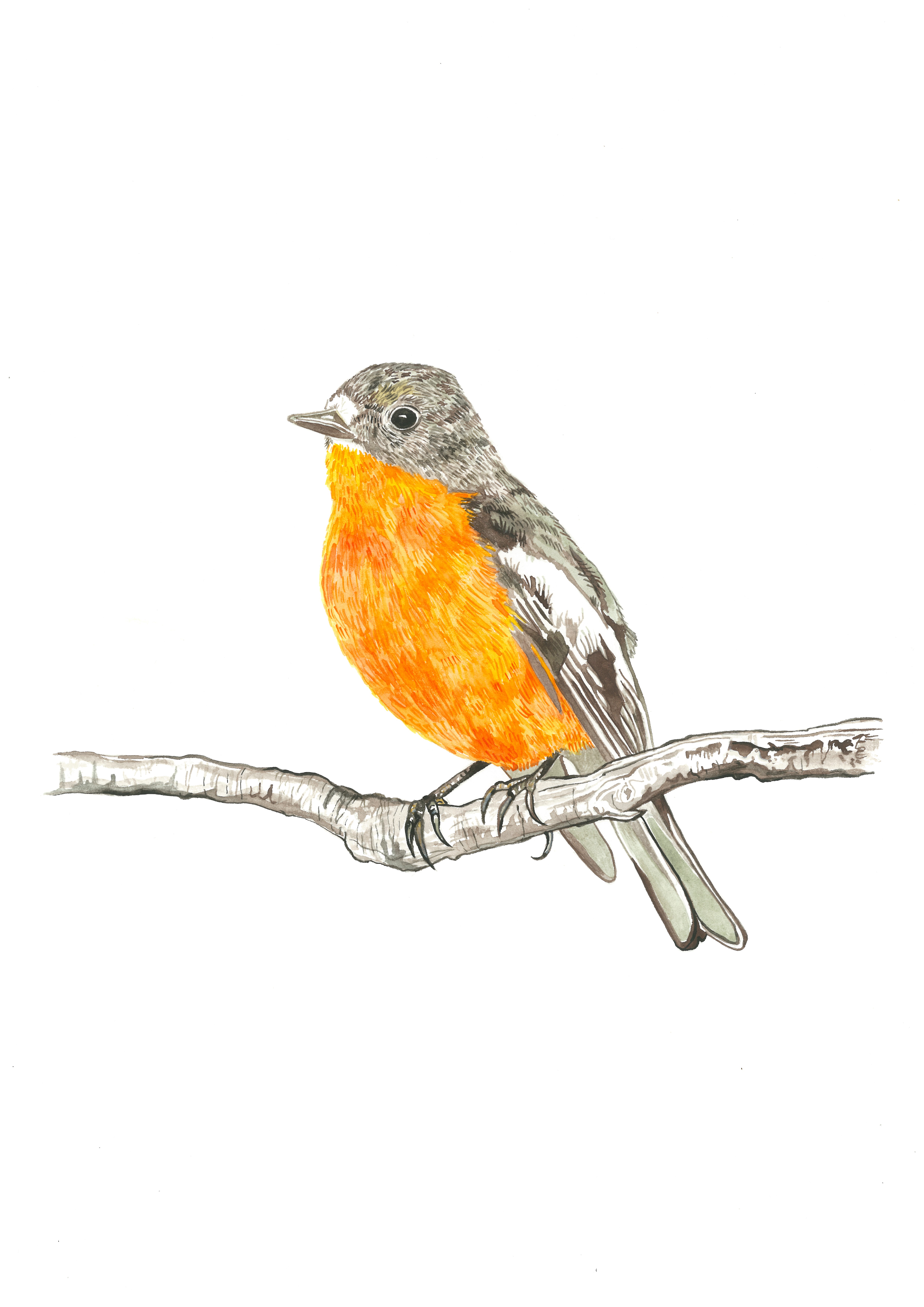 Flame Robin