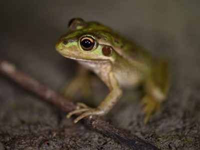 Southern Bell Frog. Photo: Helen Waudby