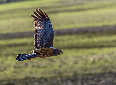 Spotted Harrier 