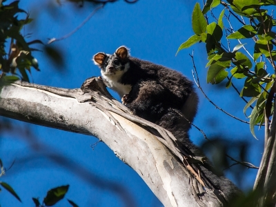 Greater Glider - David Cook - CC