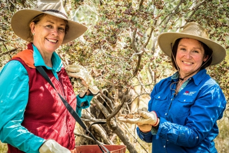 Kerrie Ormond & Natasha Lappin collecting native seed. Photo Vera Hong