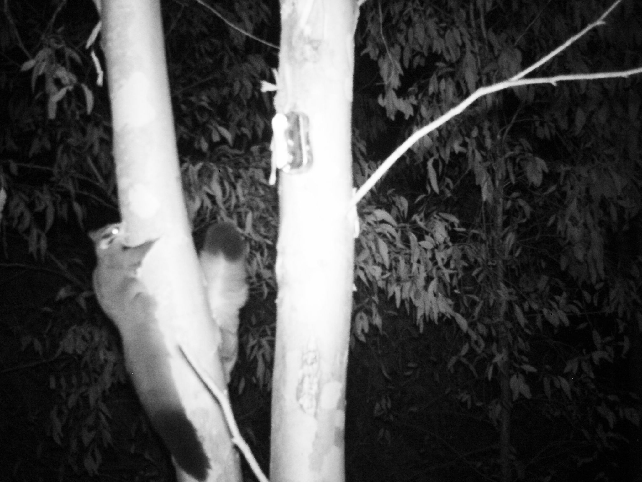 A squirrel glider in a tree captured by a wildlife monitoring camera