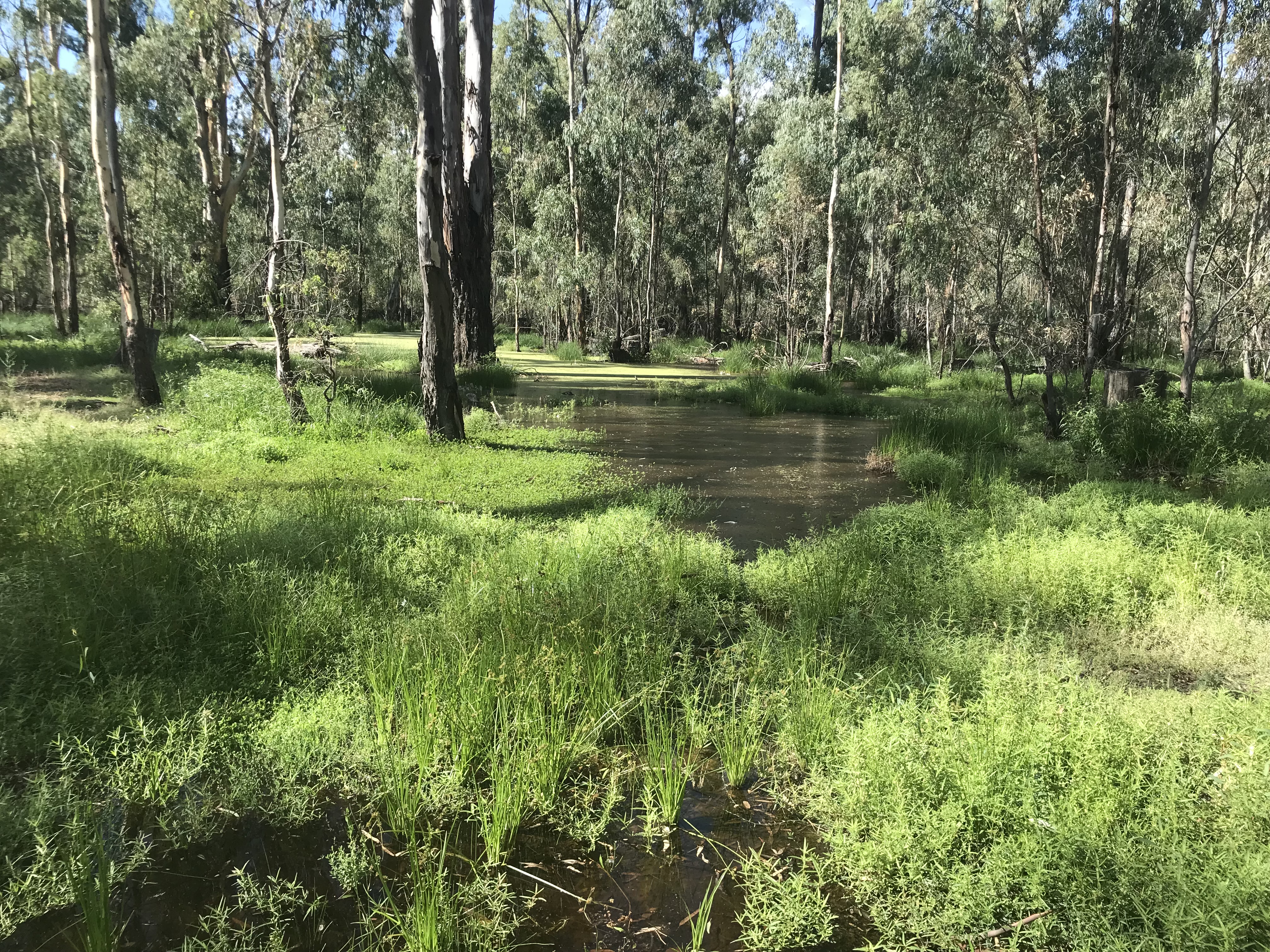 Little Forest Creek