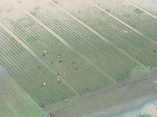 Managing livestock in floods but also the ongoing wet conditions following floods poses significant challenges for producers.