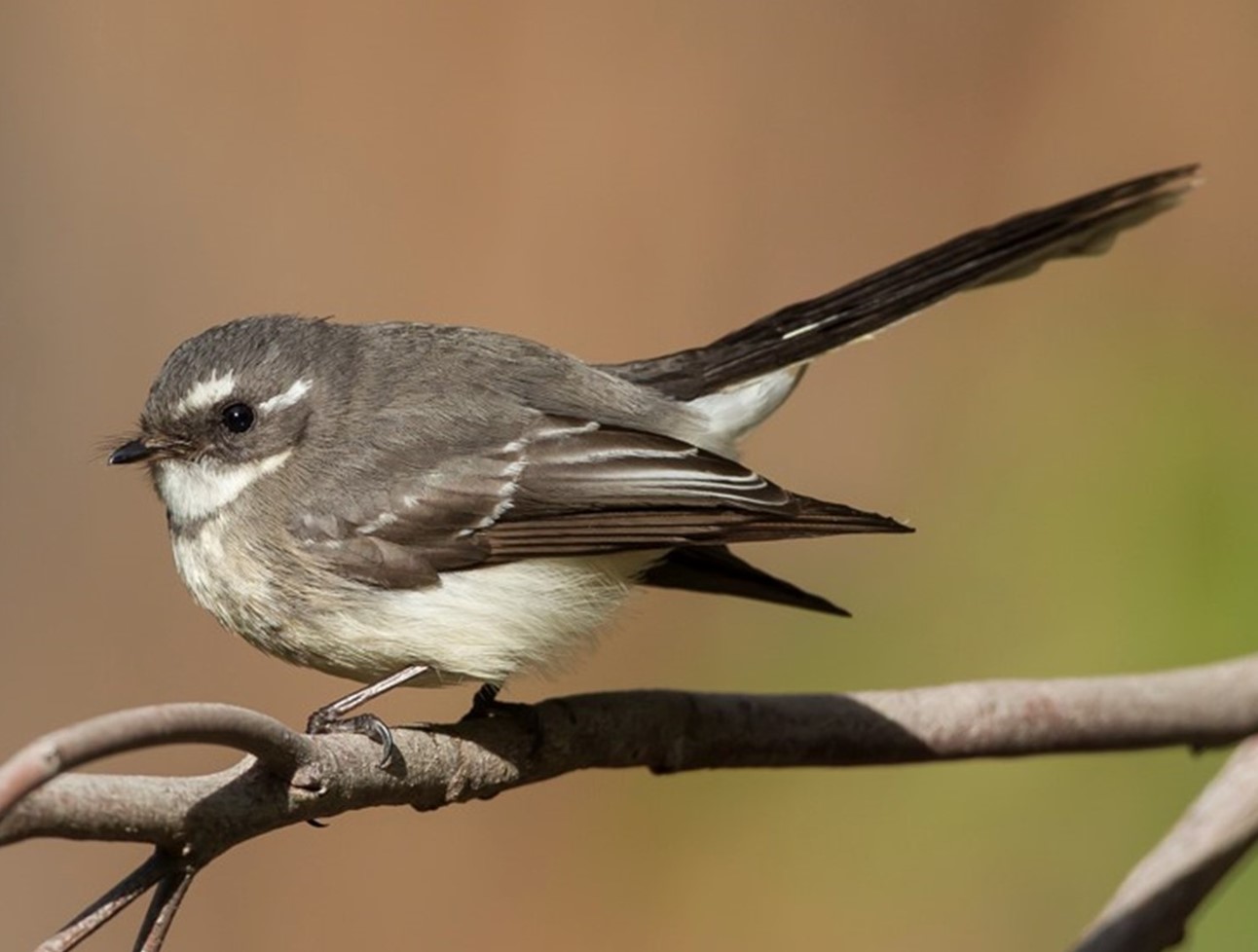 Bird of the month - Grey Fantail