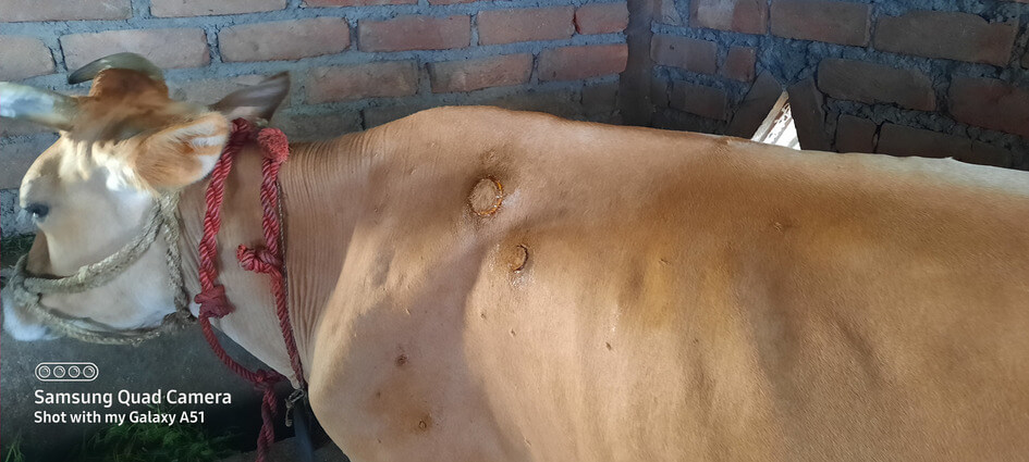 Lumpy skin disease in cattle - Skin nodules 