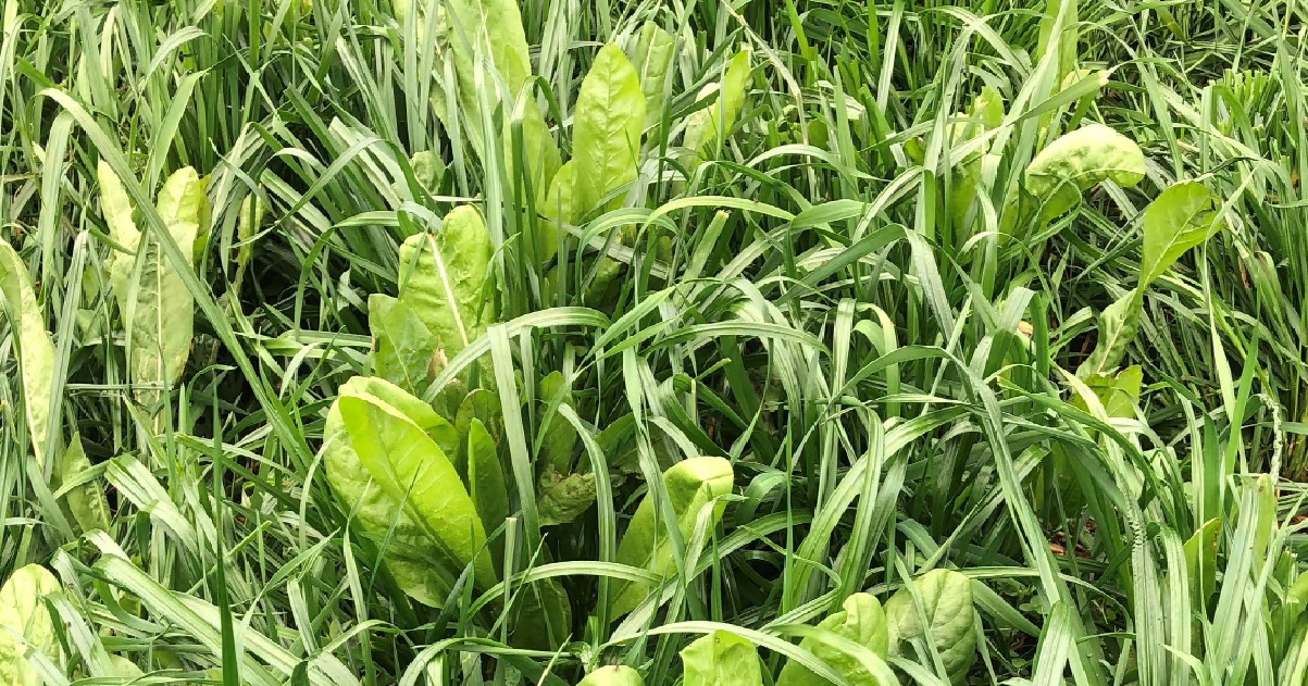 Chicory and Ryegrass pasture mix