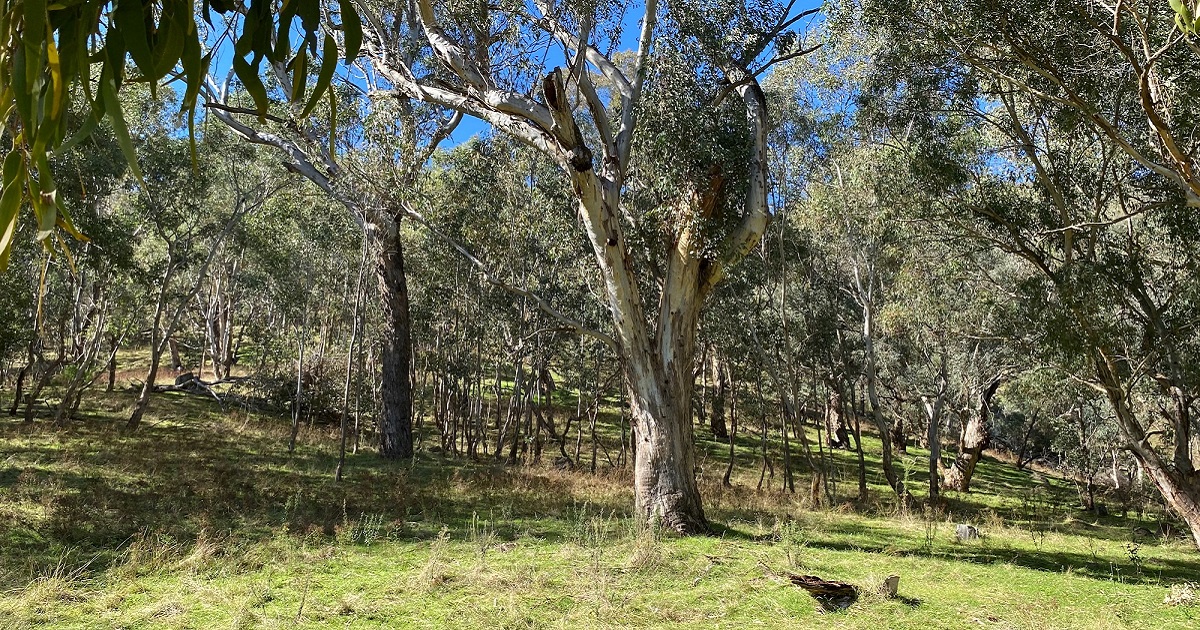 healthy box gum grassy woodland with diverse eucalypt trees, green grass and blue sky above the canopy