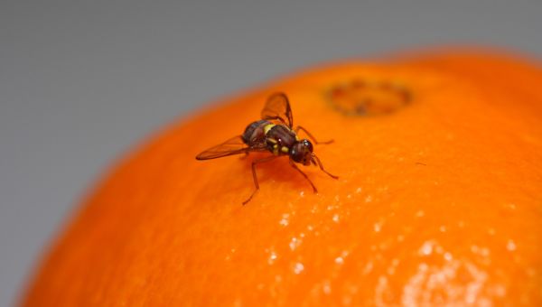 A close up of a fruit fly with yellow markings on it's body on an orange