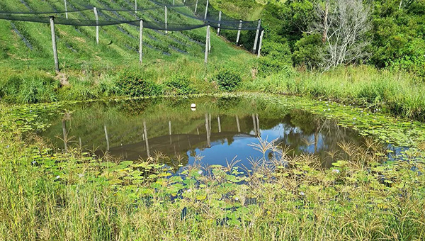A small dam surrounded by grass