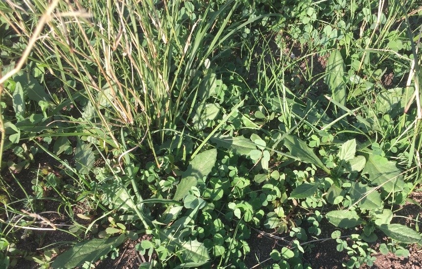 Clover, medics and ryegrass