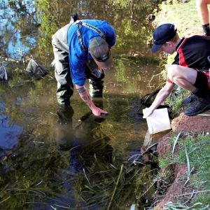Dr John Conallin from EWAA and Deniliquin High Scholl students releasing the Southern Pygmy Perch into Waring Garden lagoon.