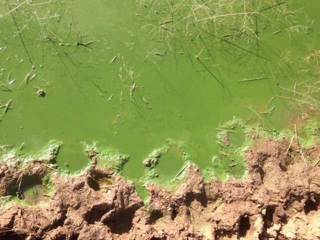 Blue-green algae