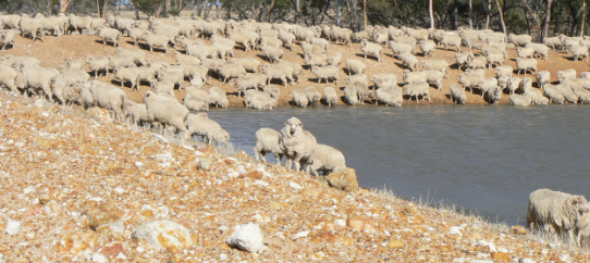 A flock of sheep drinking from a dam