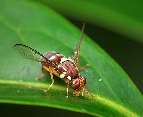 Queensland Fruit Fly - Used under Creative Commons (source: James Niland)