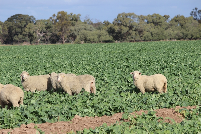 Lambs grazing canola