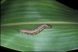 Fall ArmyWorm