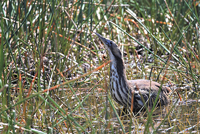 Australasian bittern photo by Matt Herring