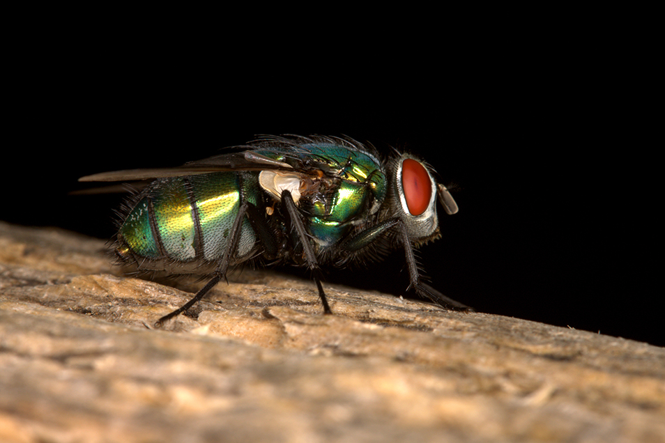 Australian sheep blowfly