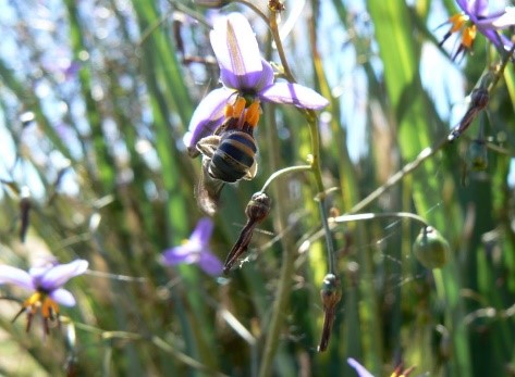 Dianella flower being pollinated by a native blue-banded bee. Photo: Sue Logie